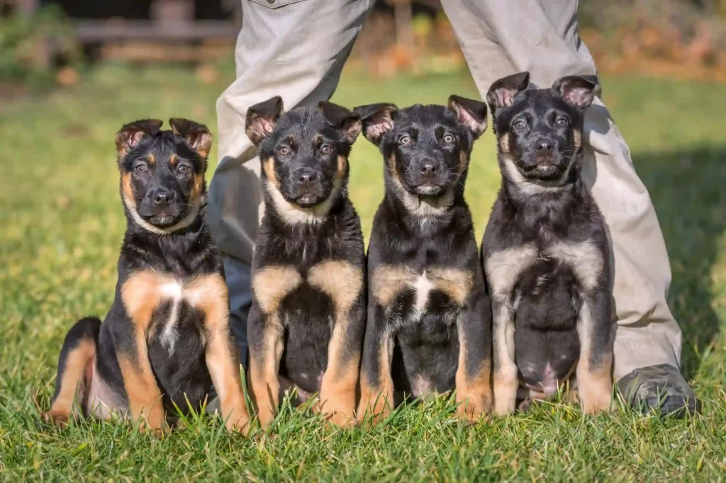 4 German Sheperd puppies.